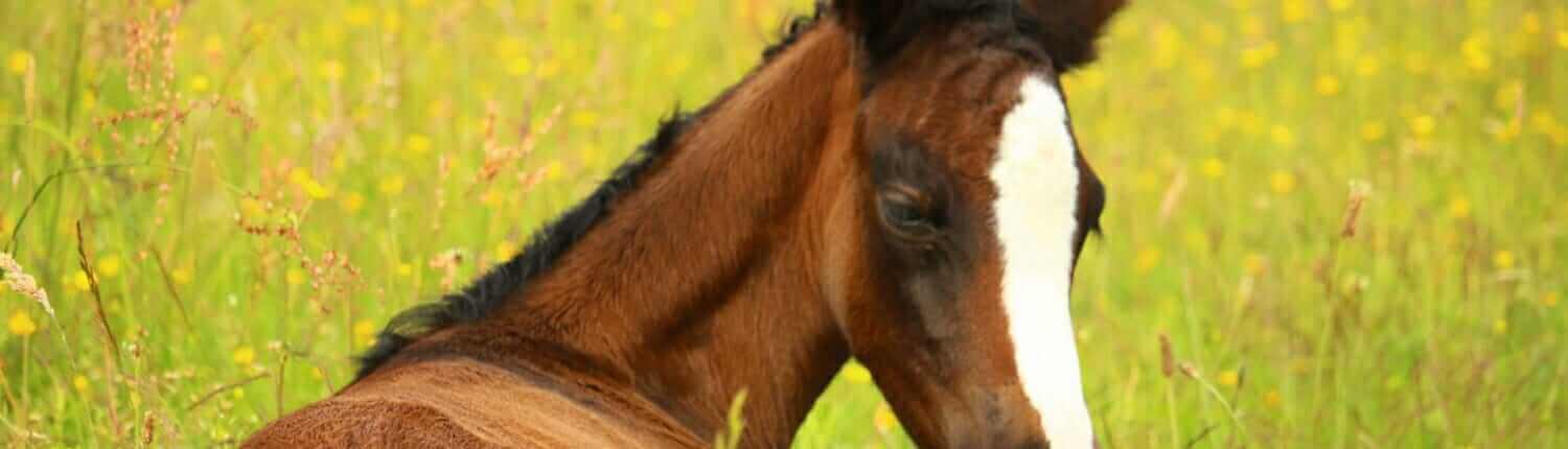 Events at Horse Empower in Durango Colorado