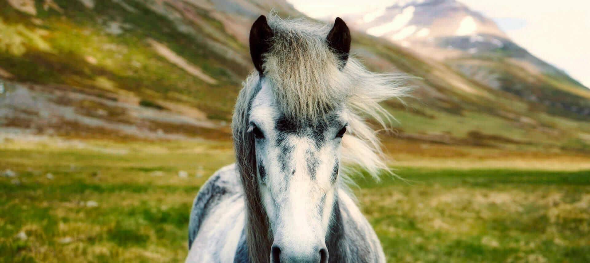Services offered by Horse Empower