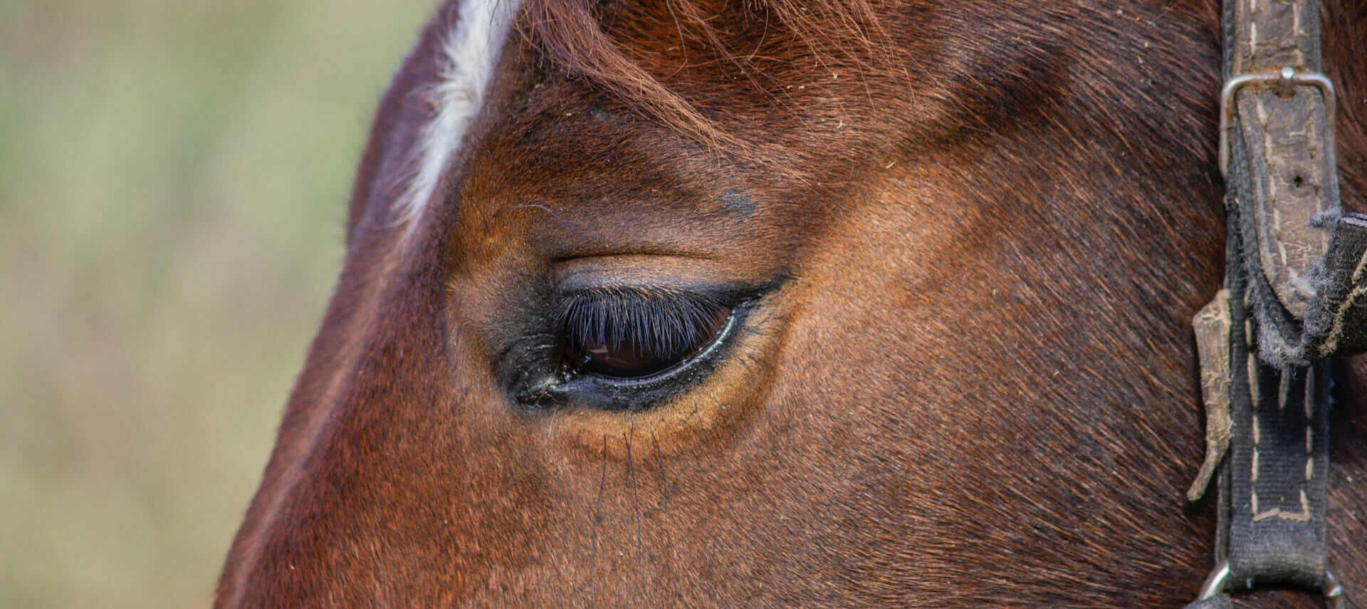 Sign Up for the Horse Empower Newsletter