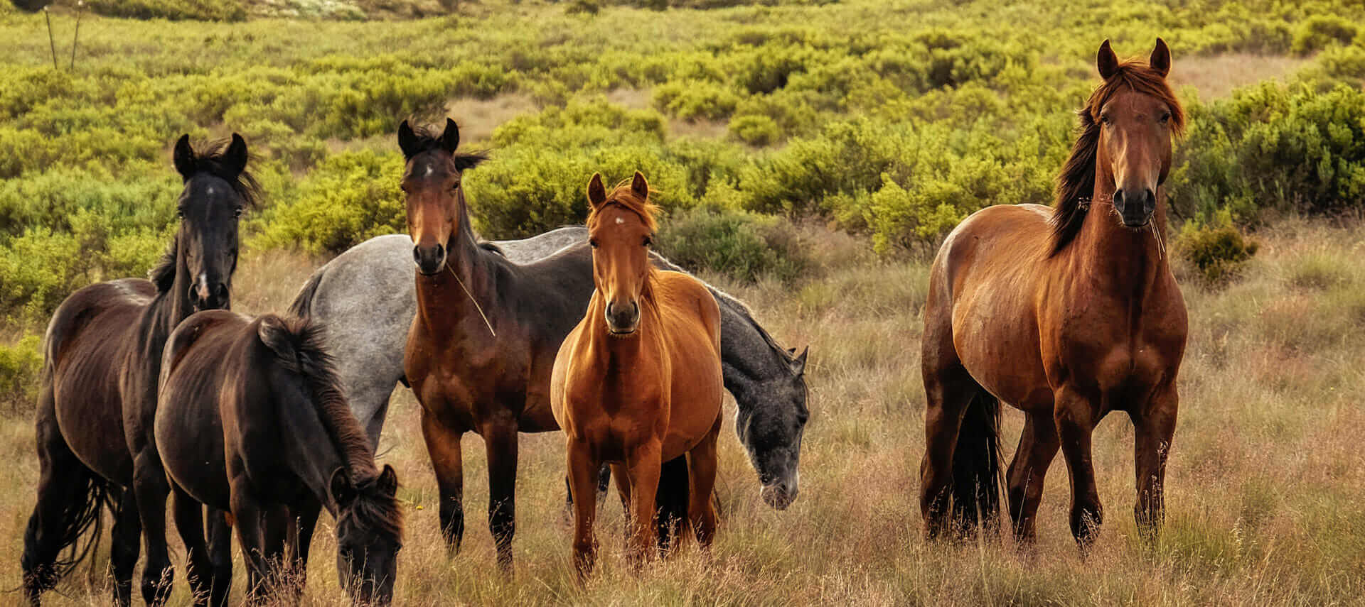 Horse Empower Privacy Policy