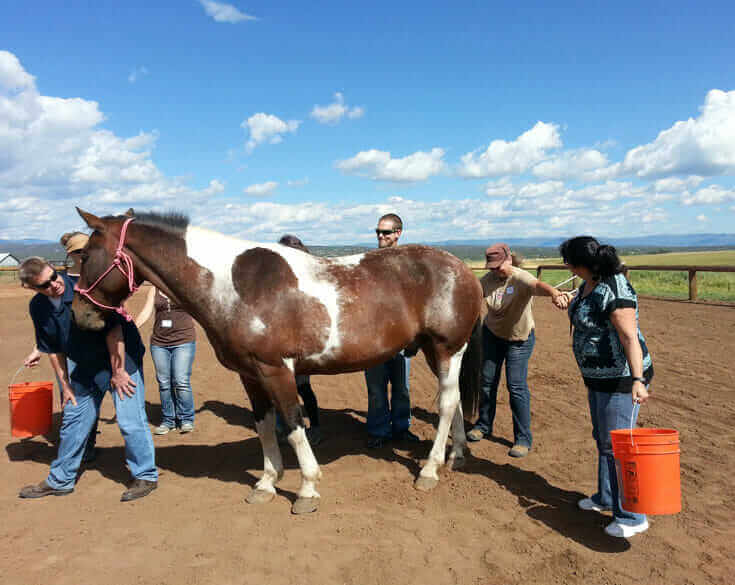 Team Building at Horse Empower in Colorado