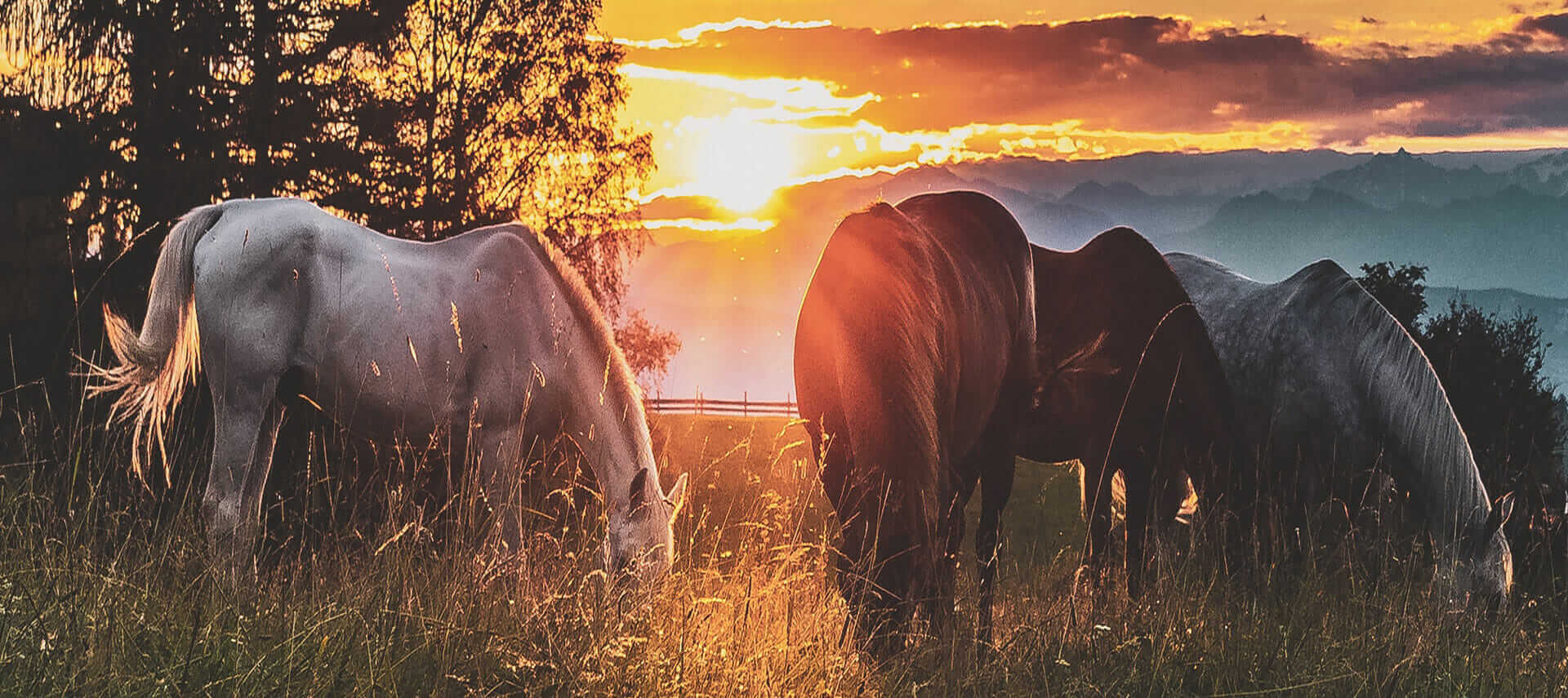 Horse Empower Terms of Use
